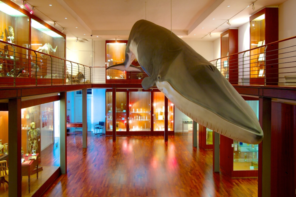 The National Museum of Natural History