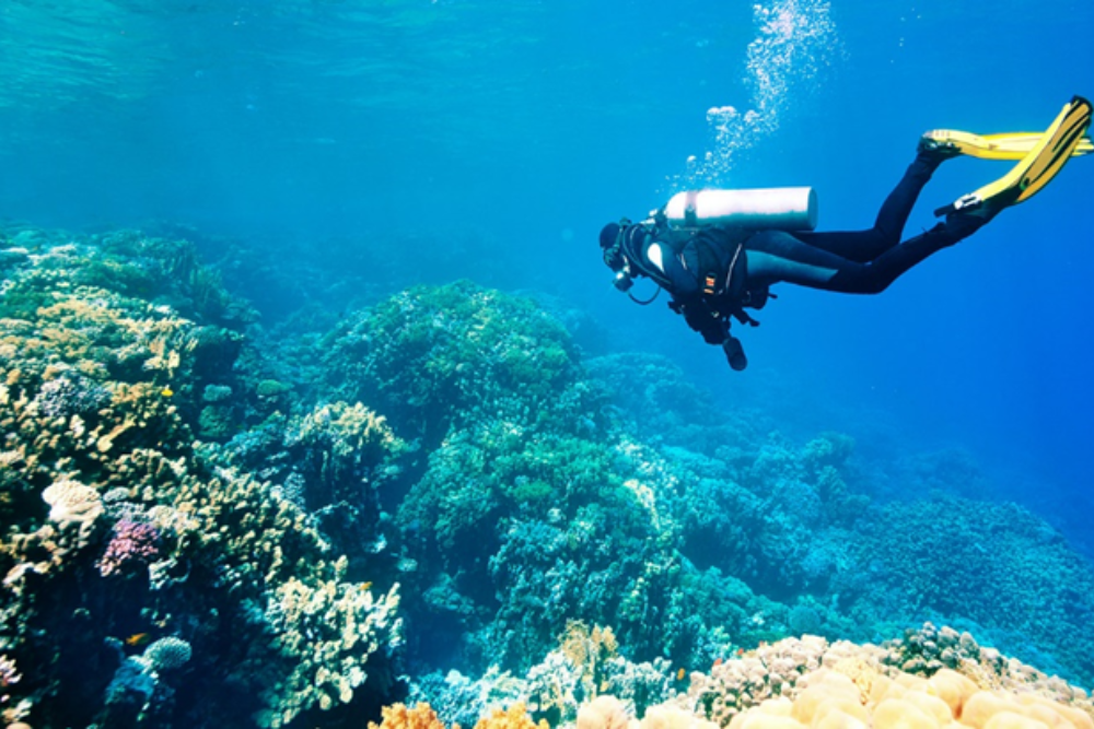 Snorkeling and Diving