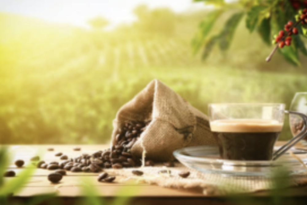 Kona’s Coffee and Coastline