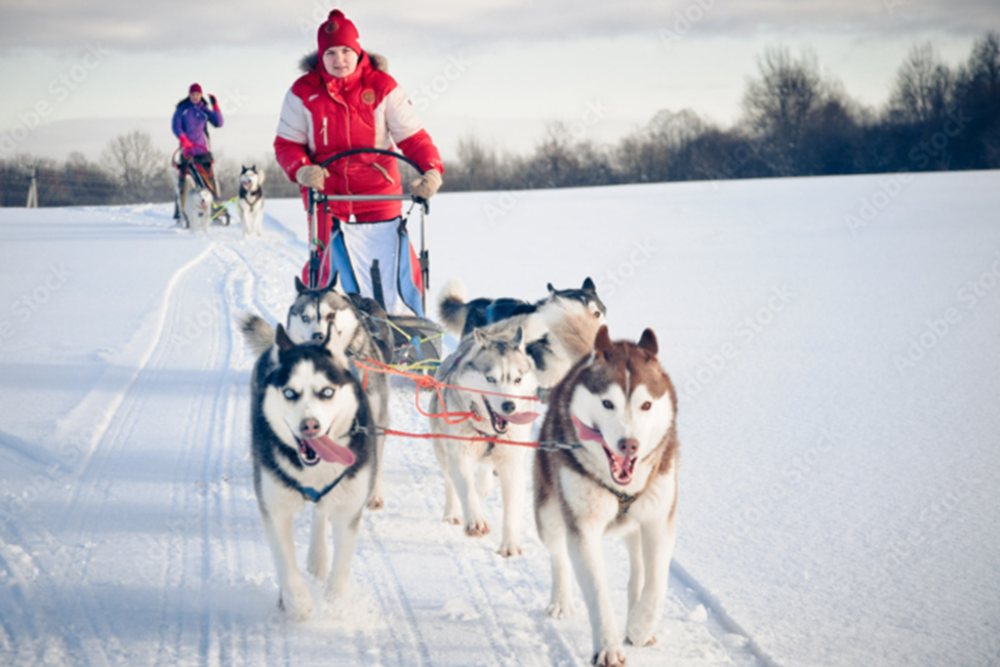 Dog Sledding Through Snowy Valleys