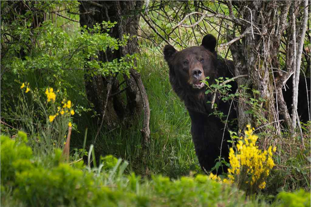 Wildlife Watching in the Somiedo Natural Park
