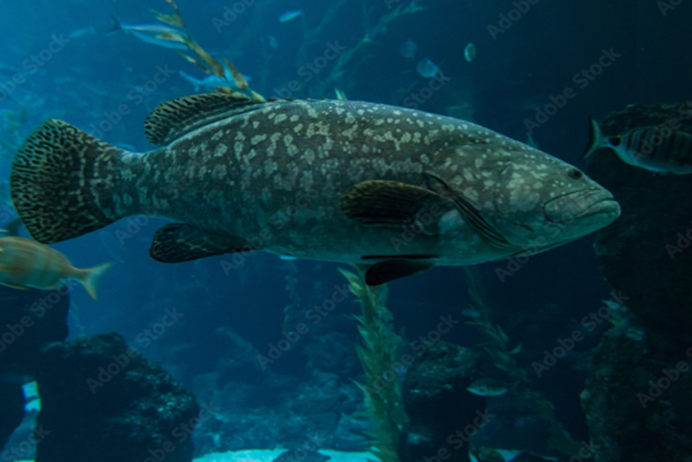 Poema del Mar Aquarium