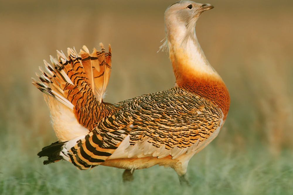 Los Llanos de Caceres Natural Park