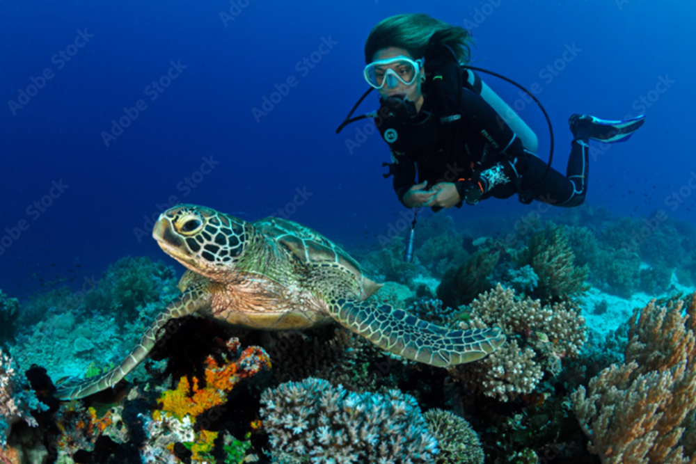 Diving and Snorkeling in the Bay of Biscay