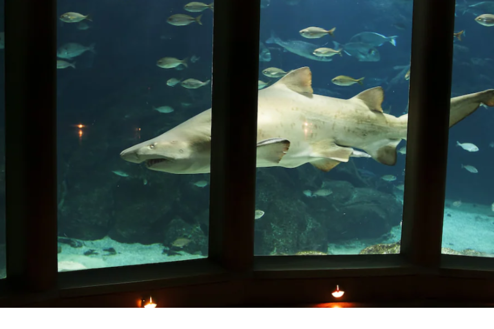 Aquarium Finisterrae