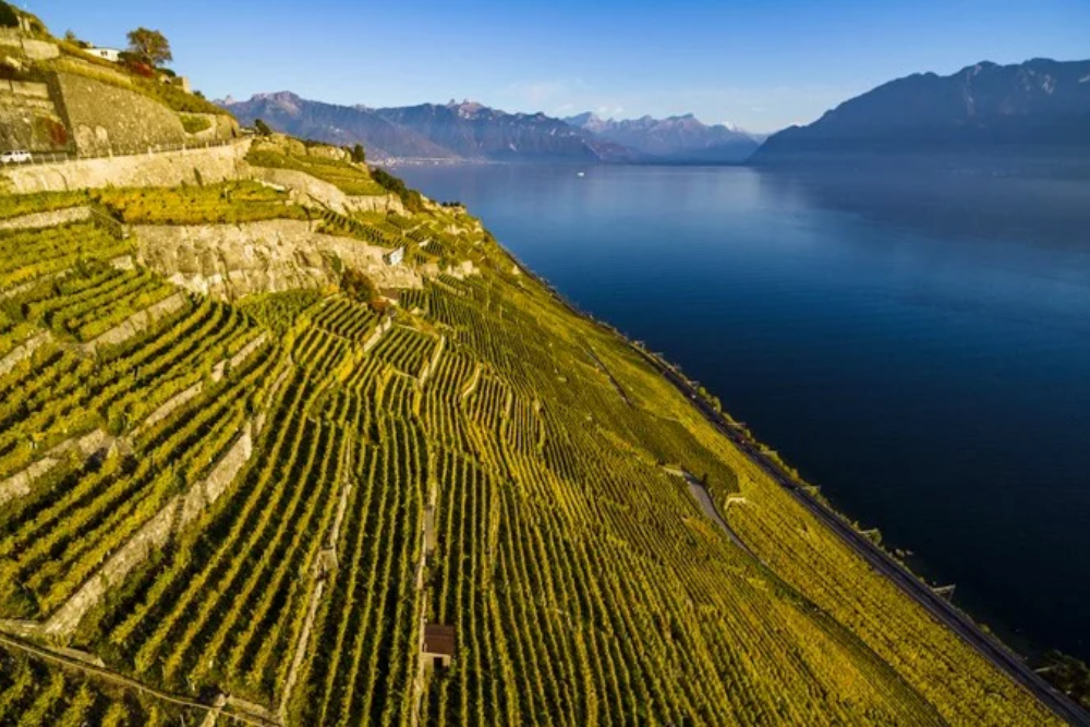Vineyards of Lavaux