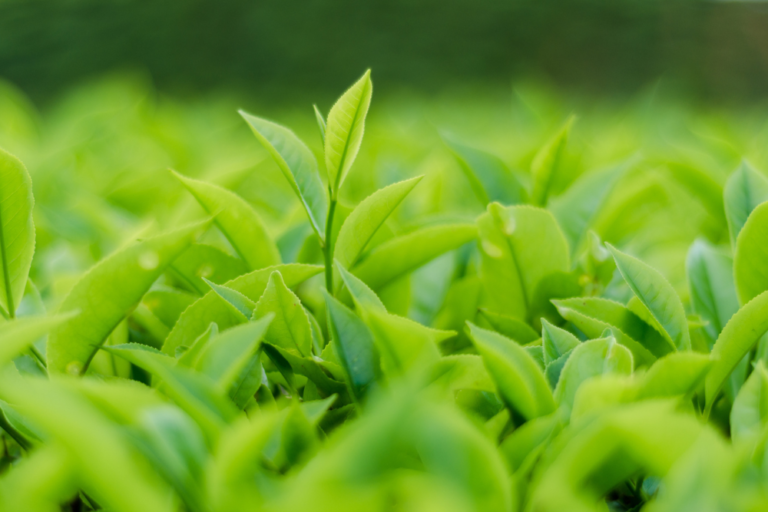 Cameron Highlights:Tea Plantations and More