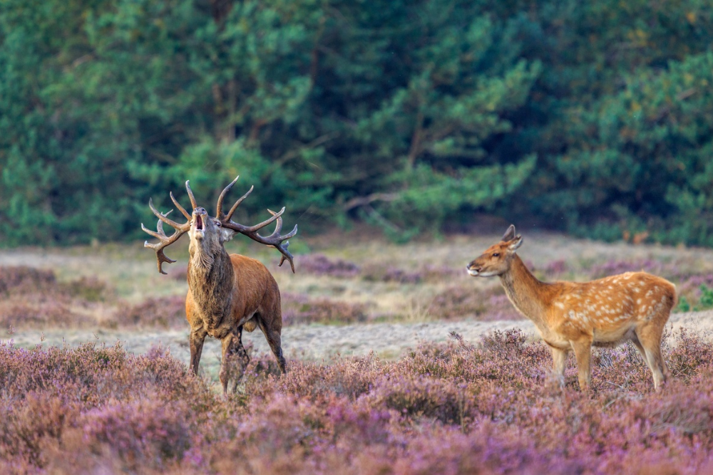 Visit De Hoge Veluwe National Park