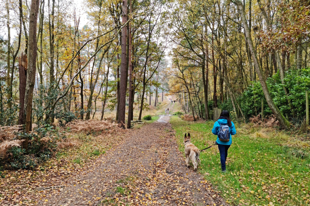 Walking and Hiking in Swinley Forest