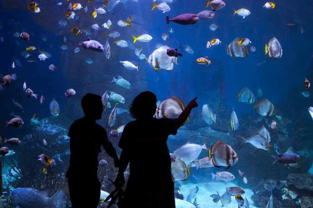 The National Marine Aquarium