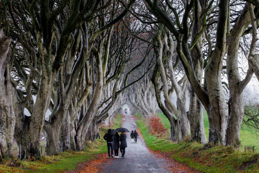 The Dark Hedges