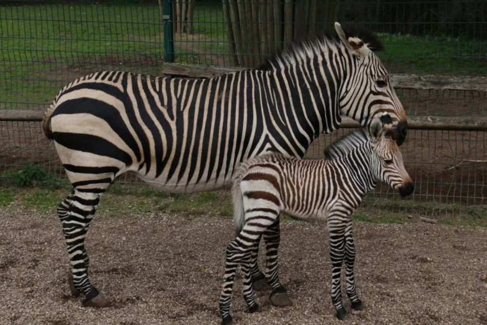 The Blackpool Zoo & Animal Encounters