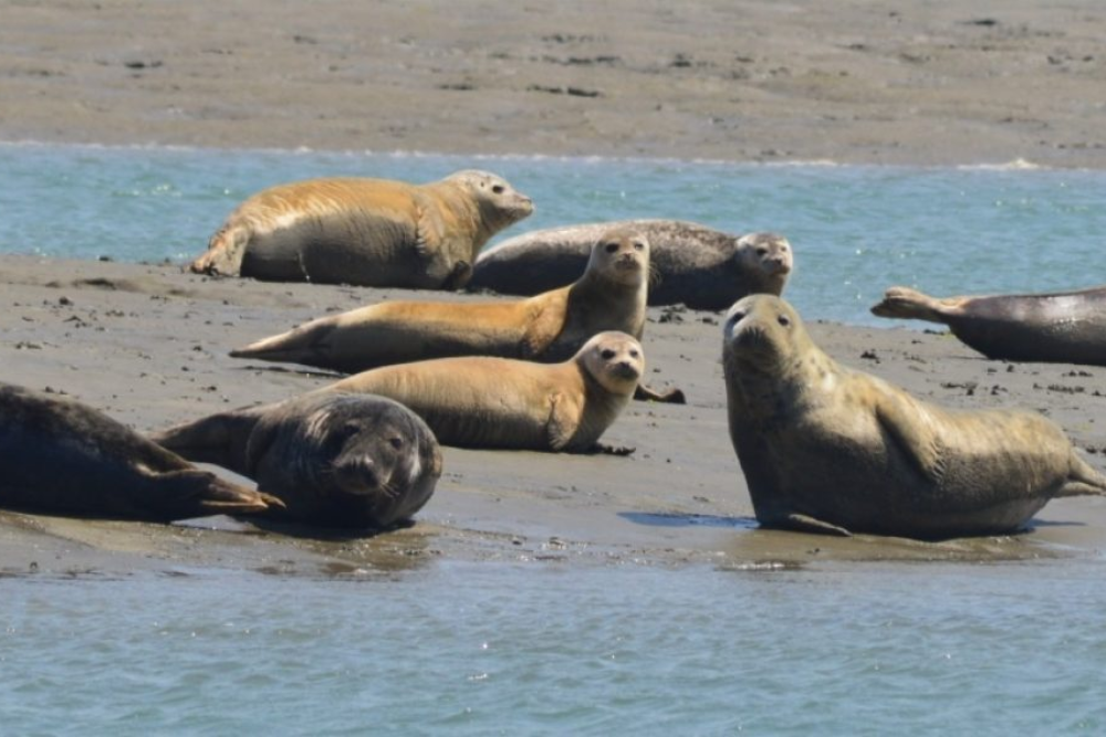 Go Wildlife Spotting at Chichester Harbour