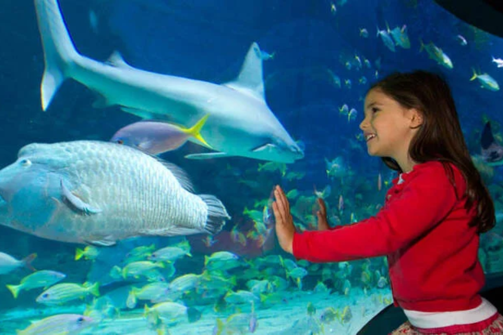 The Sea Life Centre