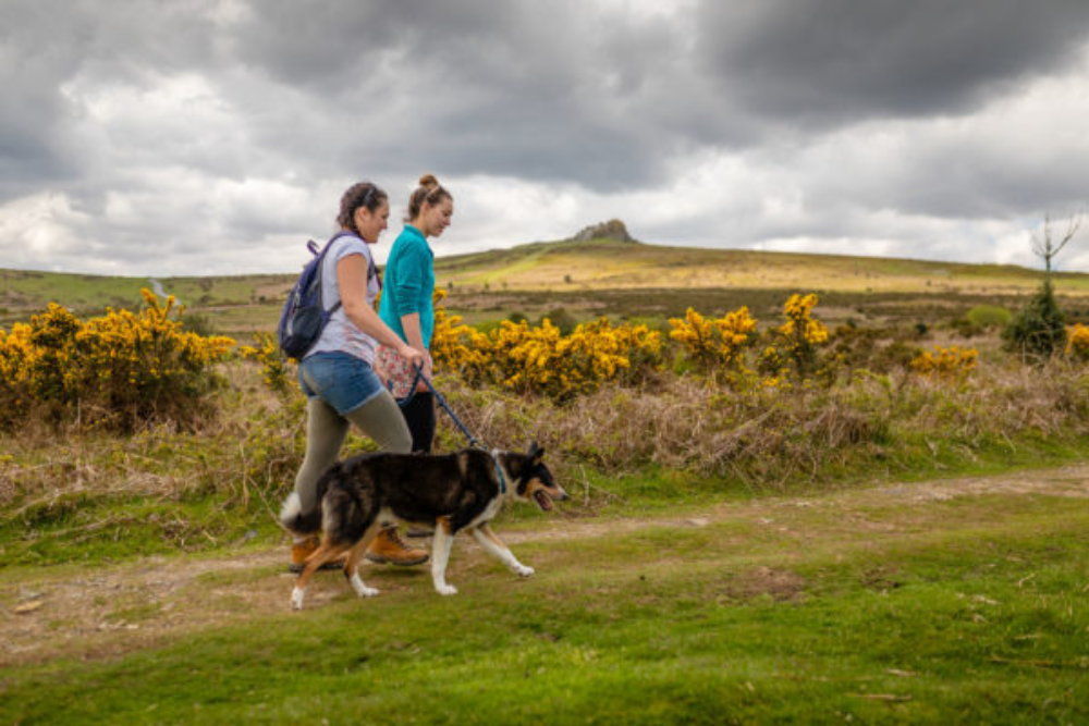 Dartmoor National Park