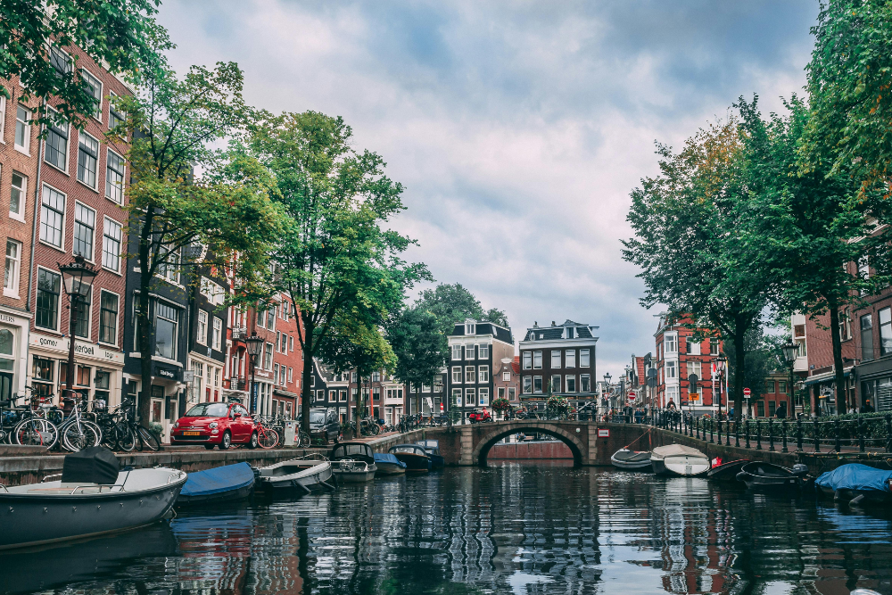 Wijdewormer
