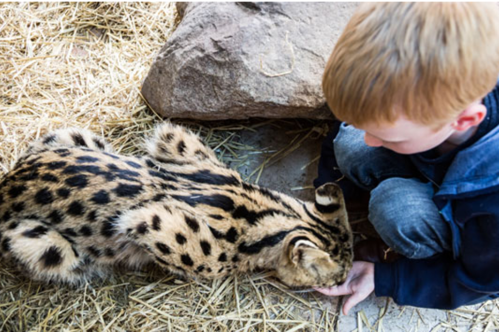 Hoo Farm Animal Kingdom
