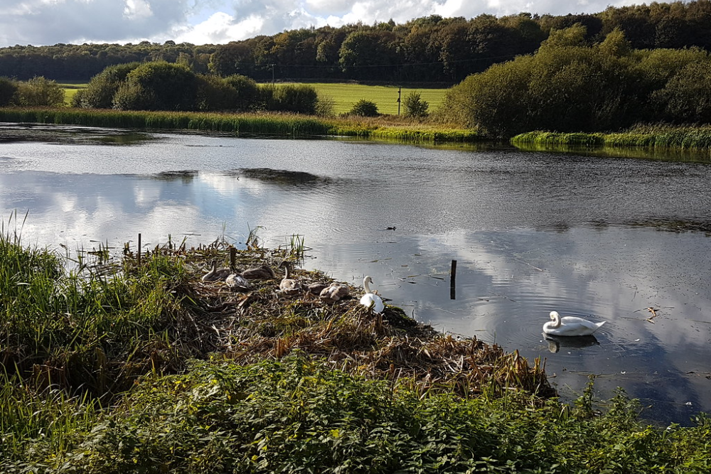 Sprotbrough Flash