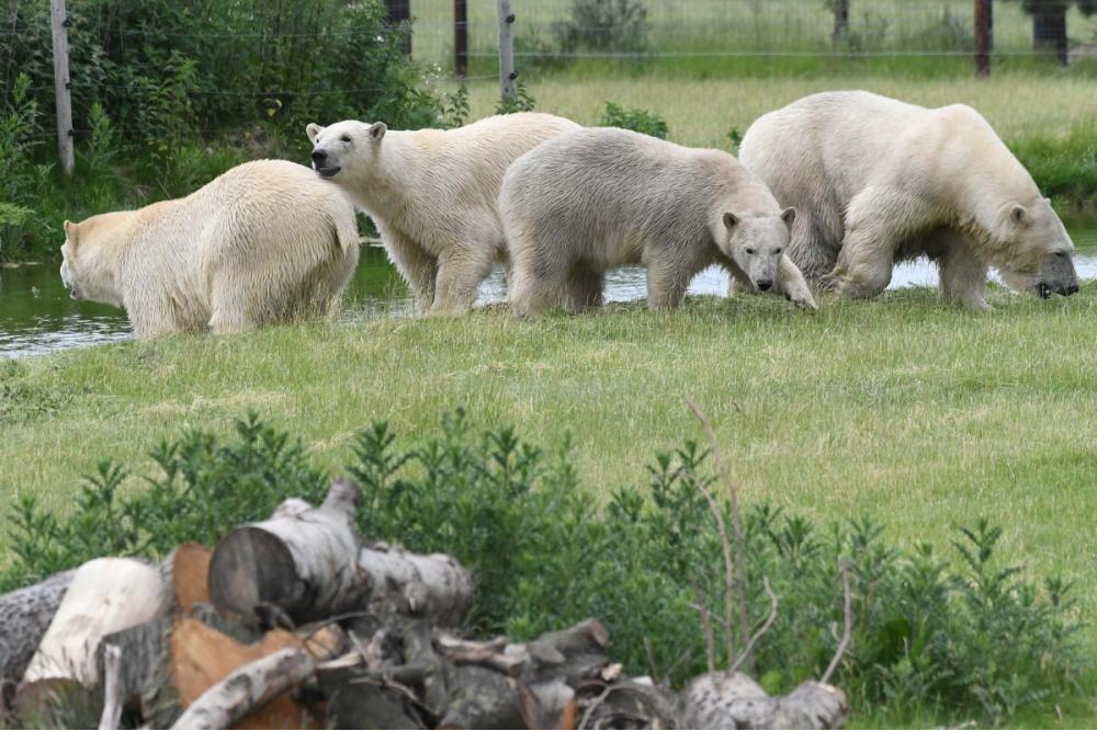 Yorkshire Wildlife Park