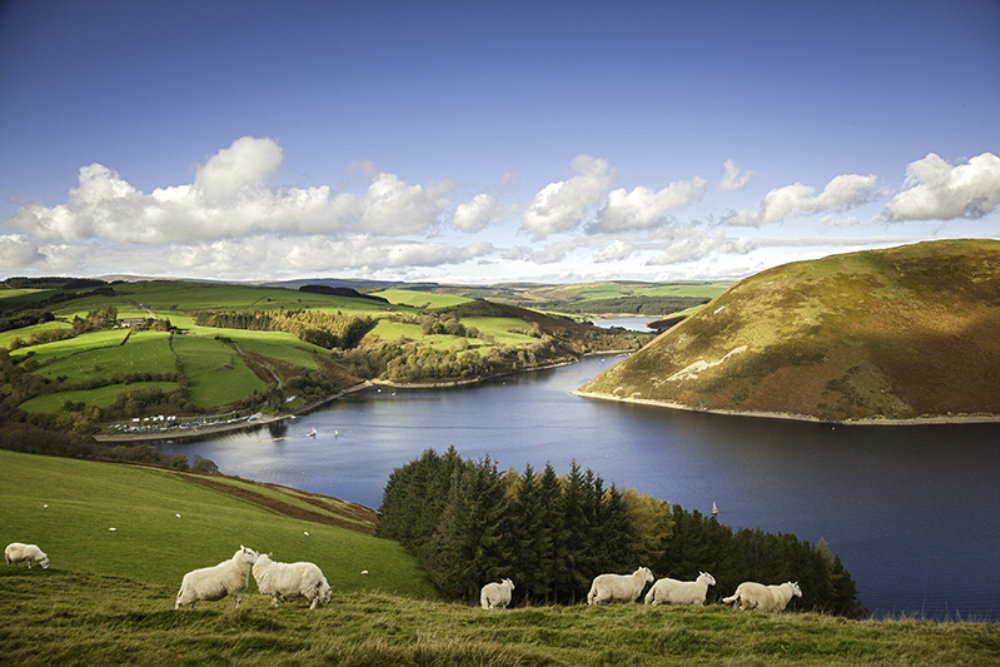 Glyndwr's Way (Mid Ribs)