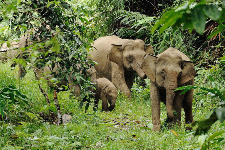 Explore the Rainforests of Sarawak and Sabah