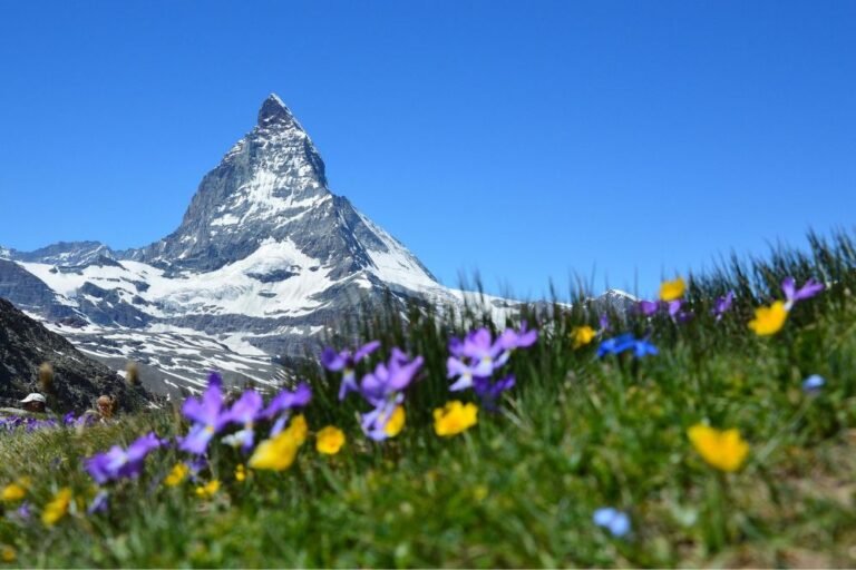 Jungfrau Region: Summit Adventures & Alpine Flower Trails