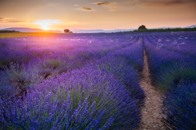 How to Experience Traditional French Country Life in Provence