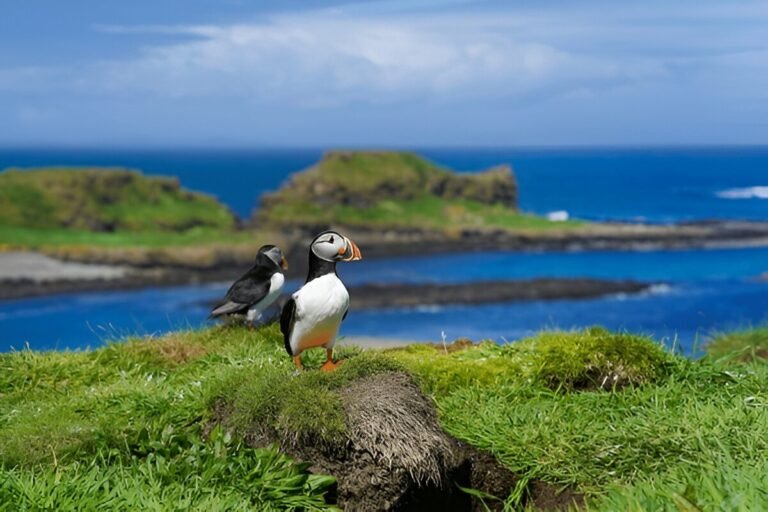 Wildlife Watching in Scotland: Puffins, Seals, and Eagles