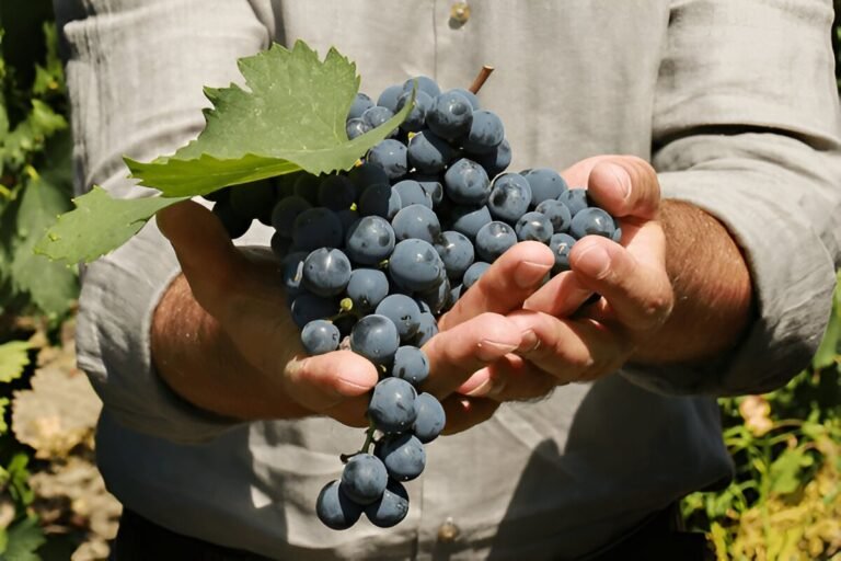 Tasting Azerbaijani Wines: A Guide to Local Vineyards