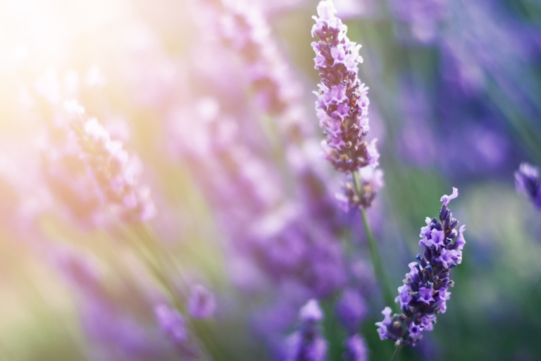 Exploring the Lavender Fields of Provence: A Stunning Summer Escape