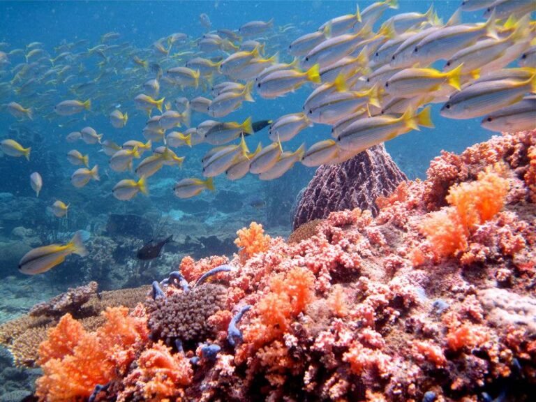 Discover the Coral Reefs of Borneo National Park