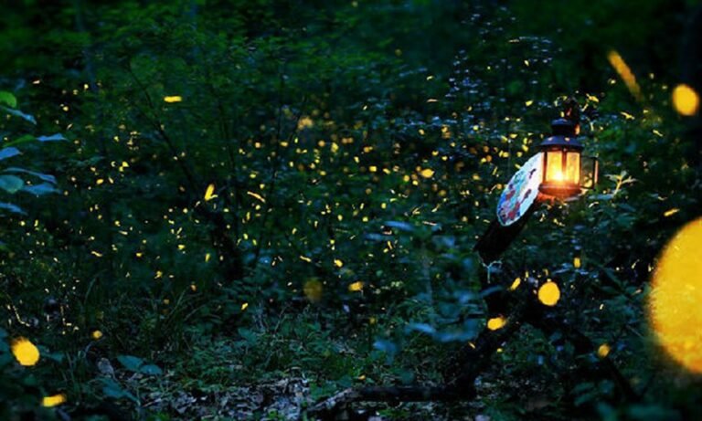 Kota Tinggi Firefly Park: An Unforgettable Experience