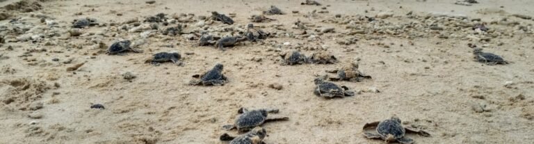 Turtle Sanctuary Beach: A Hidden Gem in Malaysia
