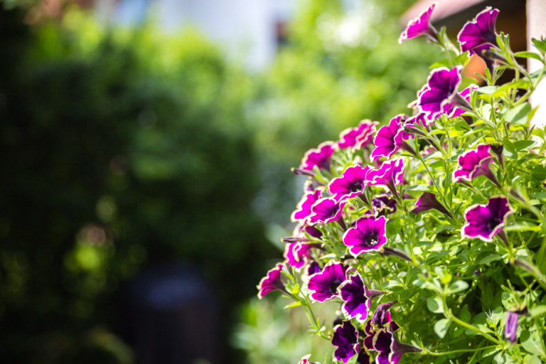 The Most Beautiful Gardens in Germany: Perfect Spots for Nature Lovers