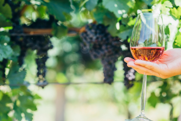 The Best Wine Regions in Germany: A Wine Lover’s Guide