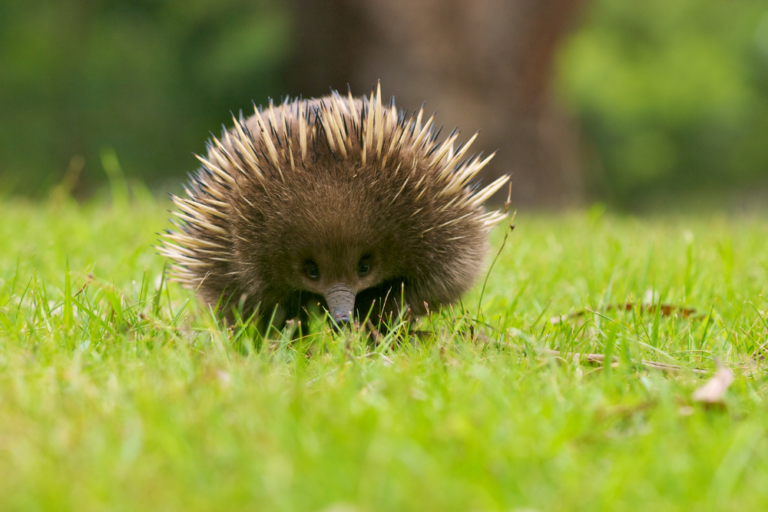 Australia’s Unique Wildlife: Where to Spot Them