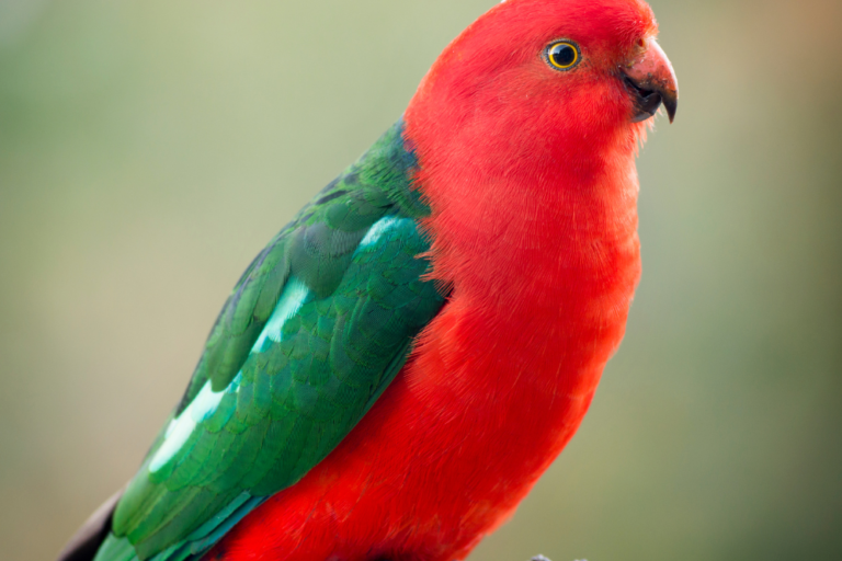 A Guide to Australia’s National Parks