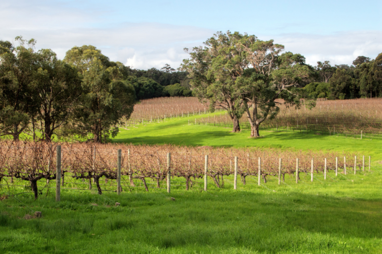Australia’s Top Wine Regions and Vineyards