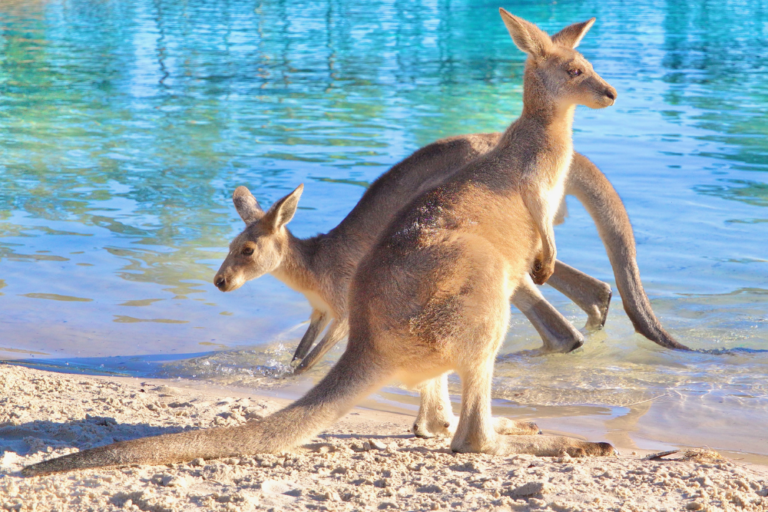 Visiting Kangaroo Island: Must-See Spots