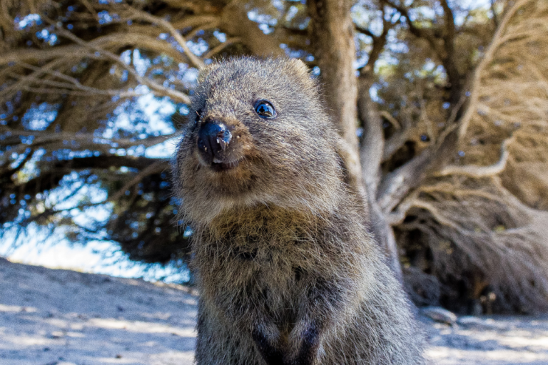 Exploring Perth: What to Do and See