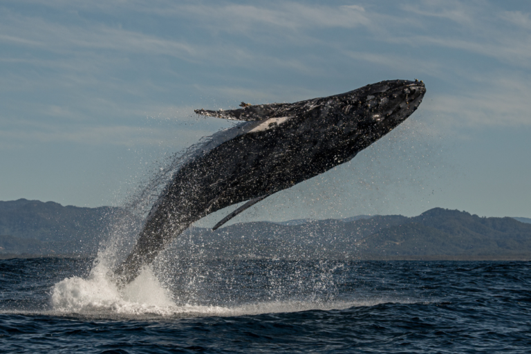 Whale Watching in Australia: When and Where
