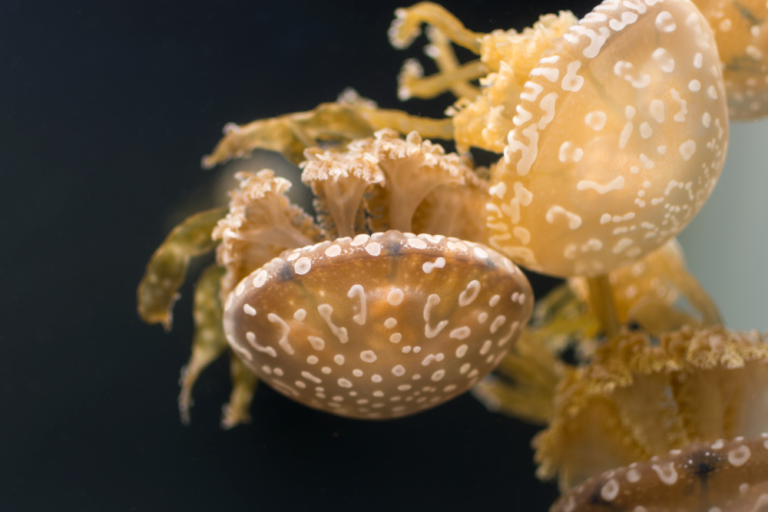 Australia’s Most Photogenic Spots for Instagram