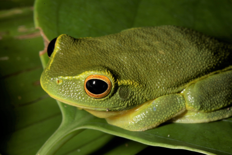 Exploring the Daintree Rainforest: What to Know