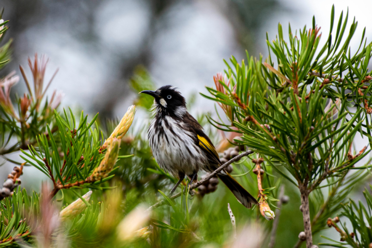 Australia’s Wildlife Rescue Centers You Can Visit