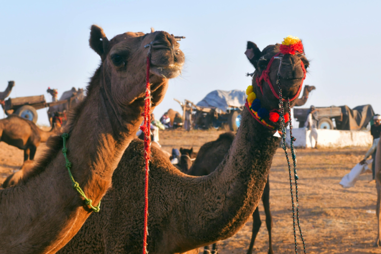 Australia’s Desert Festivals You Can’t Miss