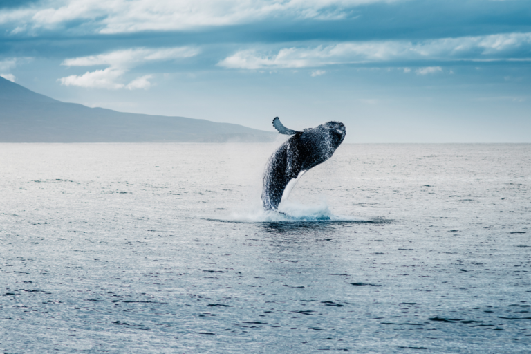 Whale Watching in Norway: Where and When to Go