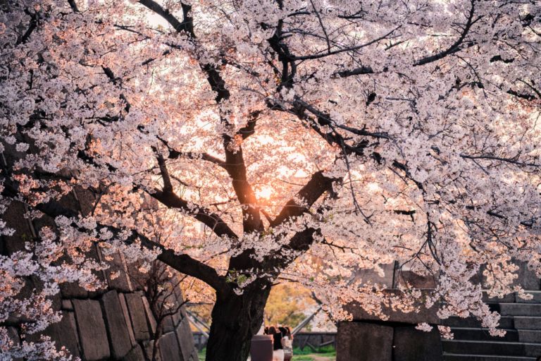 Off-the-Beaten-Path Cherry Blossom Viewing Locations in Japan