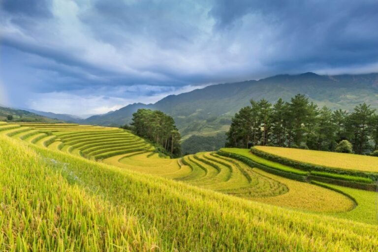 Autumn Magic in Vietnam: Golden Rice Fields, Festivals & Perfect Weather
