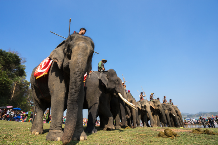 Solo Travelers: Best Locations for Wildlife Watching in Vietnam