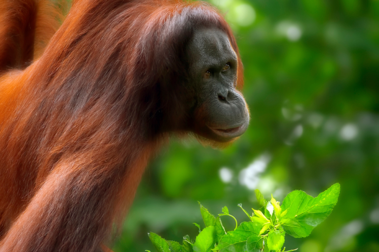 The Most Unique Treehouse Stays in Malaysia: Embrace Nature in Style